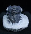 Arched Coltraneia Trilobite - Awesome Eyes #1598-1